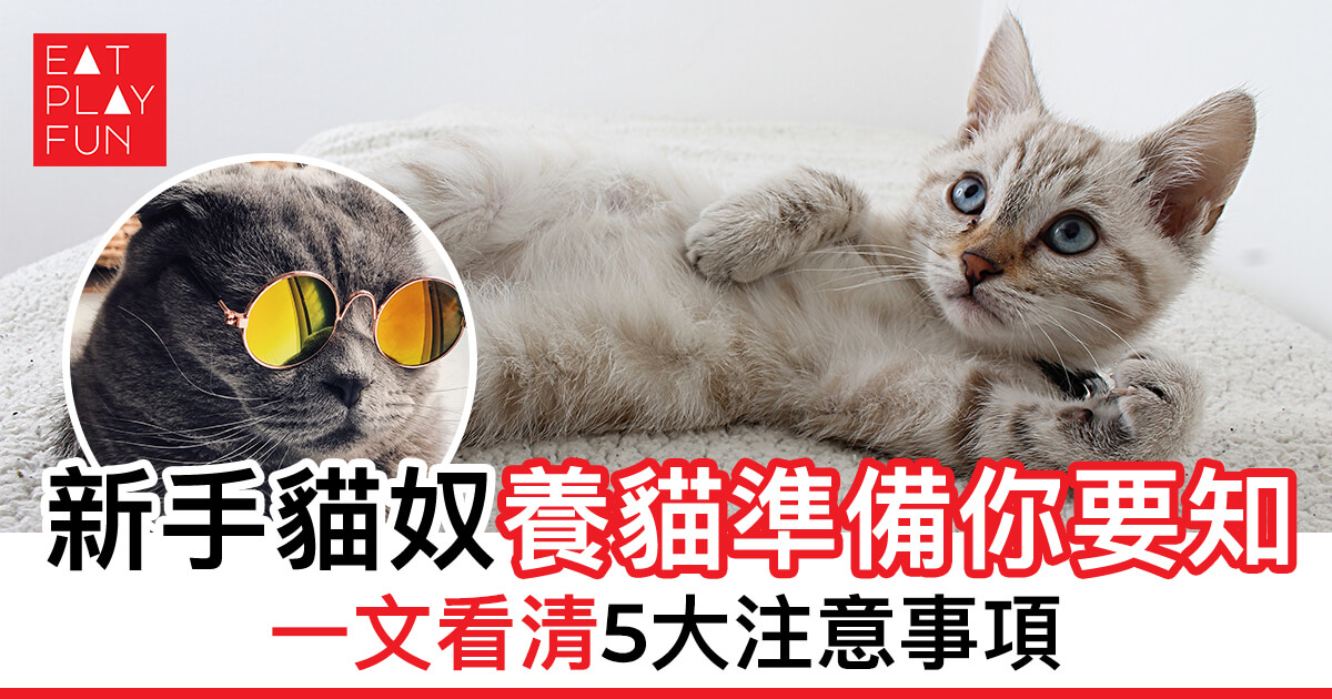 新手貓奴養貓準備你要知 一文看清5大注意事項🐈